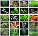 Photo Texas Aquarium Plant Bundle - 20 Species Live Aquarium Plants Package review