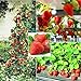Photo 250+ Red Climbing Strawberry Seeds Everbearing Fruit Plant Home Garden Sweet and Delicious review