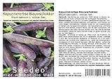 Seedeo® Kapuzinererbse 'Blauwschokker' (Pisum sativum L. convar. sat.) ca. 100 Samen BIO Foto, neu 2024, bester Preis 2,95 € Rezension
