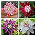 Photo 50pcs Passion Flower Seeds Garden Rare Passiflora Incarnata Potted Plants Seeds review