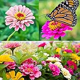 Zinnia Seeds for Planting Outdoors, Over 480 Seeds Giving You The Zinnia Flowers You Need, Zinnia Elegans, 4.2 Grams, Non-GMO Photo, new 2024, best price $4.97 review