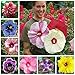 Photo 100+ Pcs Mixed Hibiscus Seeds Giant Flowers Perennial Flower - Ships from Iowa, USA review