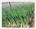 Foto fistulosum 500pcs Allium, en macetas semillas de cebolla china, cebolla de verdeo Semillas -Cuatro Vegetable Seeds temporada de siembra para jardín revisión