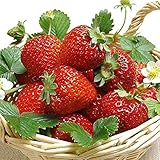 AUTFIT 100pcs Große Erdbeere Same Kletter-Erdbeere Samen Erdbeer-Samen Garten Erdbeer-Bio-Samen Erdbeeren im Garten Foto, neu 2024, bester Preis 2,99 € Rezension