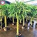 Photo 40pcs graines de bambou style chinois Intérieur frais Moso Bambou Bonsai Graines Arbre Graines bricolage jardin plantation en pot Facile à cultiver examen