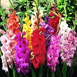 Mixed Gladiolus Flower Bulbs - 50 Bulbs Assorted Colors Photo, new 2024, best price $24.99 review