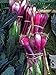 Foto Zwiebel 'Lange Rote von Florenz' (Allium cepa) 500 Samen Zipolle Lauchzwiebel Rezension
