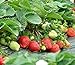 Photo Strawberry Seeds 250 PCS for Planting in Pots Non GMO review