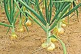 Vidalia Sweet Onion Seeds Organic Non-GMO 110/170 Days Spring/Fall Garden rsc2a1r (200+ Seeds) Photo, new 2024, best price $9.99 review