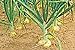 Photo Vidalia Sweet Onion Seeds Organic Non-GMO 110/170 Days Spring/Fall Garden rsc2a1r (200+ Seeds) review