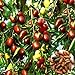 Foto Azufaifo semillas, 1 bolsa de semillas de azufaifo dulce fresco Ligera Natural Friut Semilla Granja Decoración revisión