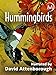 Photo Hummingbirds review