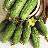 Seeds Cucumber Parisian Gherkin Pickling Heirloom Vegetable for Planting Non GMO Photo, new 2024, best price $6.99 review