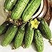 Photo Seeds Cucumber Parisian Gherkin Pickling Heirloom Vegetable for Planting Non GMO review