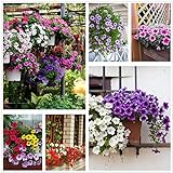 Petunia Seeds80000+Pcs 'Colour-Themed Collection'(Rainbow Colors) Perennial Flower Mix Seeds,Flowers All Summer Long,Hanging Flower Seeds Ideal for Pot Photo, new 2024, best price $10.88 review