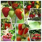 Red Strawberry Climbing Strawberry Fruit Plant Seeds Home Garden New 300 pcs Photo, new 2024, best price $10.88 review