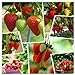 Photo Red Strawberry Climbing Strawberry Fruit Plant Seeds Home Garden New 300 pcs review