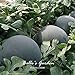 Foto 10pcs gigante Ronda Negro sandía Semillas de frutas de semilla de melón dulce Agua 25 libras jardín de DIY DIY Bonsai semillas de plantas revisión