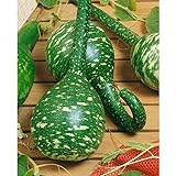 Long Handle Dipper Gourd Seeds for Planting - 20 Seeds Photo, new 2024, best price $8.28 ($0.41 / Count) review