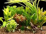 Zoomeister - 5 Verschiedene Bund Wasserpflanzen, ca. 35 Einzelpflanzen gegen Algen Foto, neu 2024, bester Preis 12,99 € (2,60 € / stück) Rezension