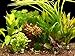 Foto Zoomeister - 5 Verschiedene Bund Wasserpflanzen, ca. 35 Einzelpflanzen gegen Algen Rezension