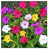 80 Mixed Four O'Clock Seeds - Tender Perennial That Reseeds Easily Photo, new 2024, best price $9.99 ($0.12 / Count) review
