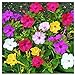 Photo 80 Mixed Four O'Clock Seeds - Tender Perennial That Reseeds Easily review