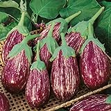 David's Garden Seeds Eggplant Shooting Stars 1315 (Purple) 50 Non-GMO, Heirloom Seeds Photo, new 2024, best price $4.45 review