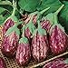 Photo David's Garden Seeds Eggplant Shooting Stars 1315 (Purple) 50 Non-GMO, Heirloom Seeds review