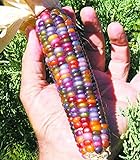 Vegetable Seeds 20 dulce Rainbow maíz semillas coloridas Healty maíz en grano Cereales Sementes 95% + de germinación en la granja Jardín Bonasai púrpura Foto, nuevo 2024, mejor precio 14,99 € revisión