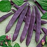 David's Garden Seeds Bean Pole Dow Purple Podded 9975 (Purple) 50 Non-GMO, Open Pollinated Seeds Photo, new 2024, best price $4.45 review