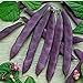 Photo David's Garden Seeds Bean Pole Dow Purple Podded 9975 (Purple) 50 Non-GMO, Open Pollinated Seeds review