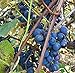 Photo Concord Grape Seeds (Vitis labrusca 'Concord') 10+ Organic Michigan Concord Grape Vine Seeds in FROZEN SEED CAPSULES for The Gardener & Rare Seeds Collector - Plant Seeds Now or Save Seeds for Years review