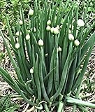 100 Winterheckenzwiebel Samen, Allium fistulosum, Welsh Onion, mehrjährig,winterhart Foto, neu 2024, bester Preis 3,99 € Rezension