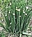 Foto 100 Winterheckenzwiebel Samen, Allium fistulosum, Welsh Onion, mehrjährig,winterhart Rezension