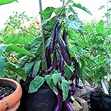 Eggplant , Long Purple Eggplant Seeds, Heirloom, Non GMO, 50 Seeds, Garden Seed, Long Purple, Heirloom, Non GMO, 25+Seeds, Garden Seed Photo, new 2024, best price $2.29 ($0.09 / Count) review