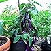 Photo Eggplant , Long Purple Eggplant Seeds, Heirloom, Non GMO, 50 Seeds, Garden Seed, Long Purple, Heirloom, Non GMO, 25+Seeds, Garden Seed review
