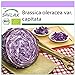 Foto SAFLAX - Ecológico - Col repollo - 250 semillas - Brassica oleracea revisión