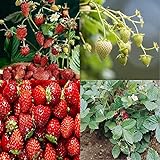 David's Garden Seeds Collection Set Fruit Strawberry 7449 (Red) 4 Varieties 200 Non-GMO Seeds Photo, new 2024, best price $16.95 ($4.24 / Count) review