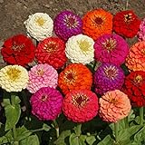 Outsidepride Zinnia Elegans Lilliput Flower Seed Mix - 1000 Seeds Photo, new 2024, best price $6.49 ($0.01 / Count) review