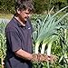 Photo Seeds4planting - Seeds Onion Leek Giant Vegetable Heirloom review
