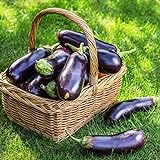 500+ Purple Aubergine Eggplant Seeds Non-GMO Vegetable Photo, new 2024, best price $10.99 ($0.02 / Count) review