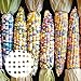 Foto Benoon 40 unids/bolso Semillas de maíz, semillas de alimentos Fast creciendo buena cosecha Ligero rojo Cáscara de maíz semillas de maíz para granja Semillas de maíz coloridas revisión