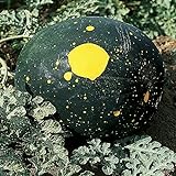 Burpee Moon & Stars Heirloom Watermelon Seeds 30 seeds Photo, new 2024, best price $7.87 ($0.26 / Count) review