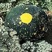 Photo Burpee Moon & Stars Heirloom Watermelon Seeds 30 seeds review