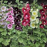 UtopiaSeeds Hollyhock Seeds Single Mixed Colors Photo, new 2024, best price $12.99 ($129.90 / Ounce) review
