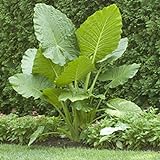 Elephant Ears (colocasia) 3 Bulb- bold tropical effect to and landscape. Photo, new 2024, best price $8.25 review