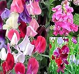 Big Pack - Sweet Pea Sweetpea Flower Seed (400+) Lathyrus odoratus Flower Seeds - Heirloom Mix Very Fragrant Blooms - Red Salmon Pink Lavender - Non-GMO Flower Seeds By MySeeds.Co (Big Pack Sweet Pea) Photo, new 2024, best price $9.99 ($0.02 / Count) review