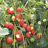 100 graines de fraises grimpantes (Climbing Strawberry) Photo, nouveau 2024, meilleur prix 3,69 € examen