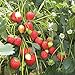 Photo 100 graines de fraises grimpantes (Climbing Strawberry) examen